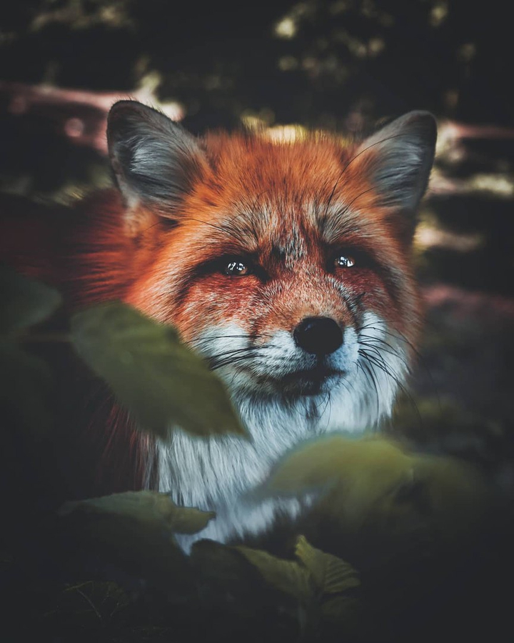 лис