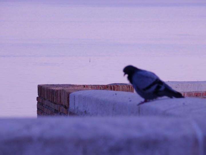 Lonely bird