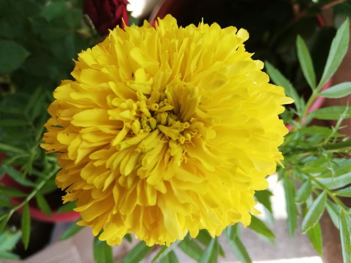 flower