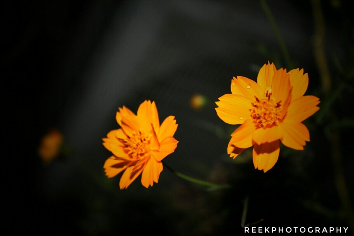 #reekclicks