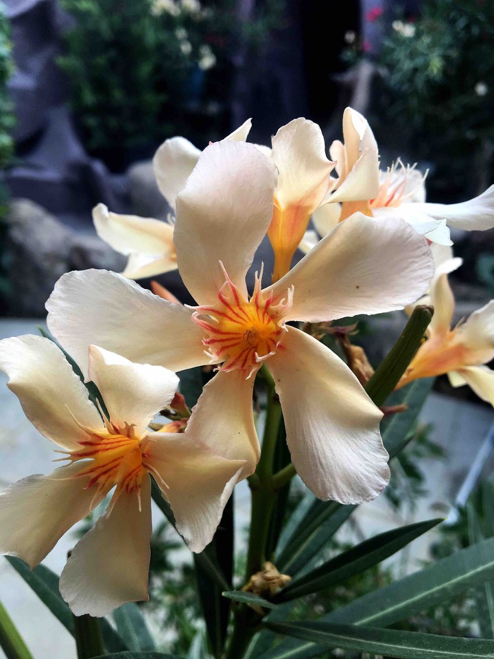 awersome flower