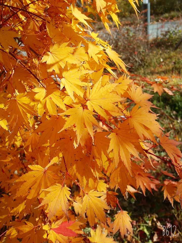 Fall