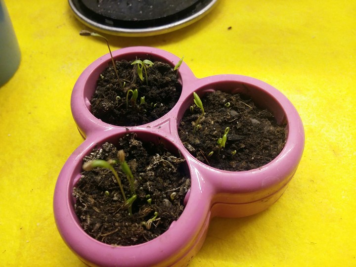 parsley