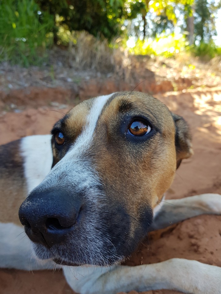 Dog Peace