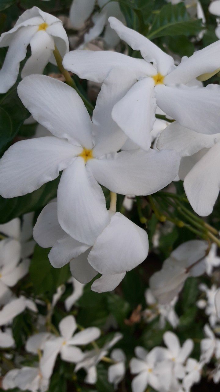Flores