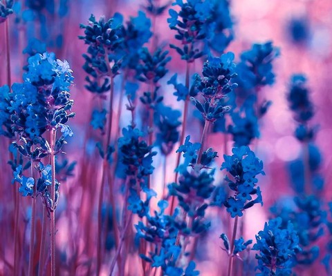 רקעים blossom, flower