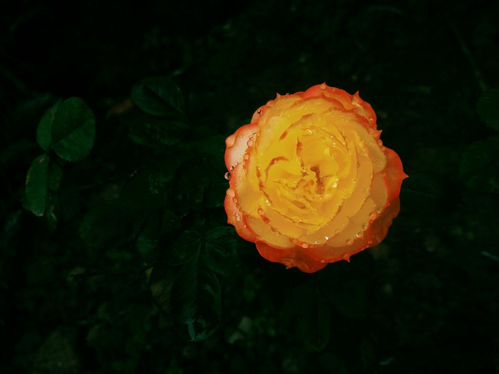 Rose and Rain