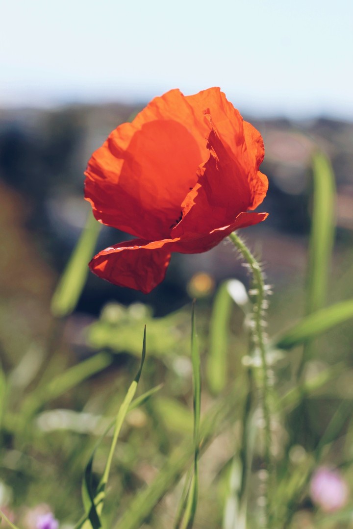 flower