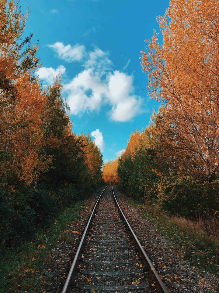 Road in the forest