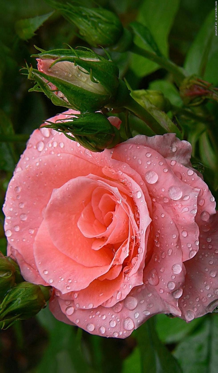 silky rose