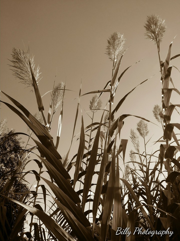 billy photography