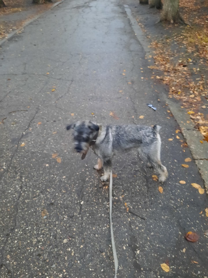 mittel