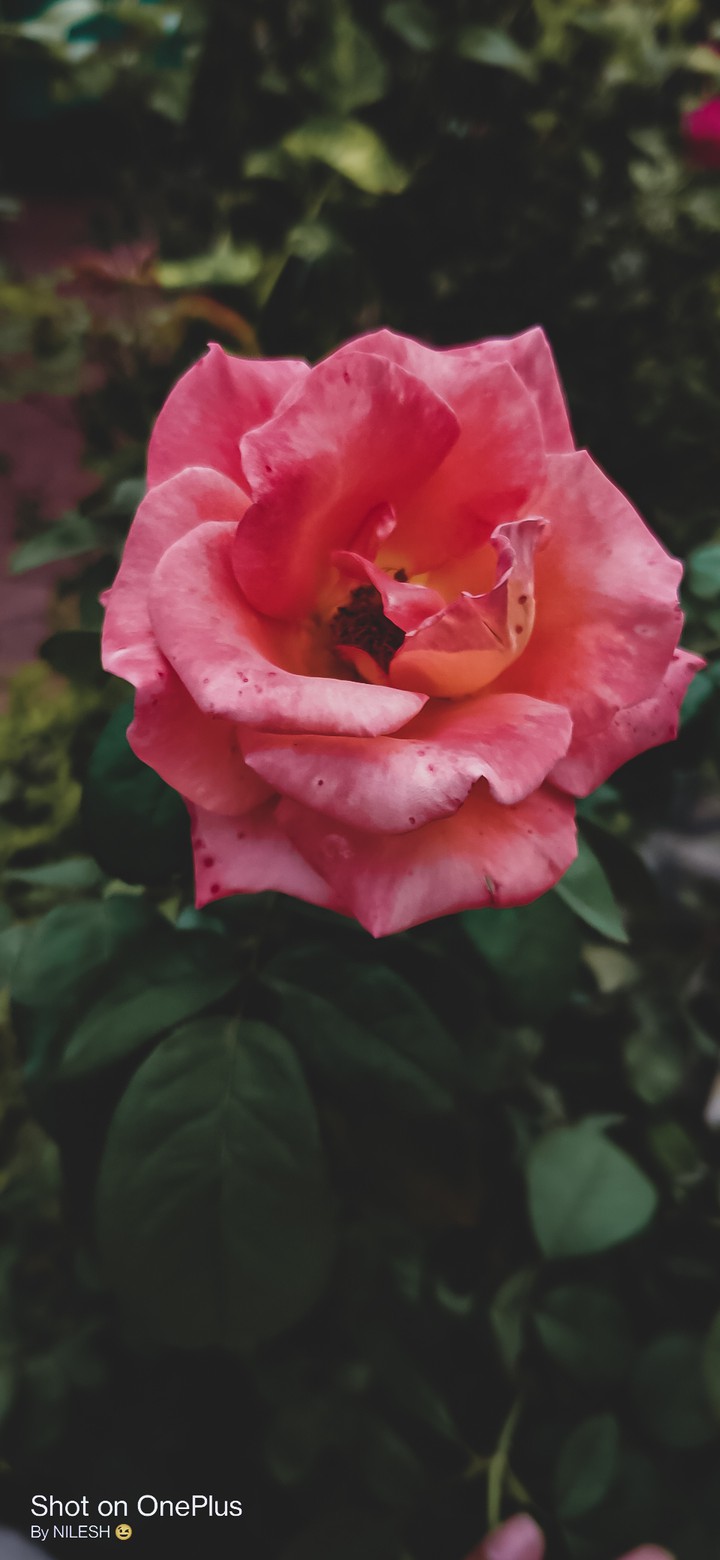 Flower of love #Rose