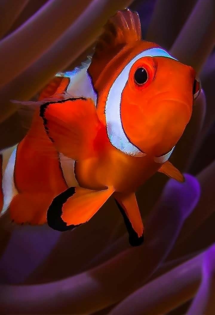 fish