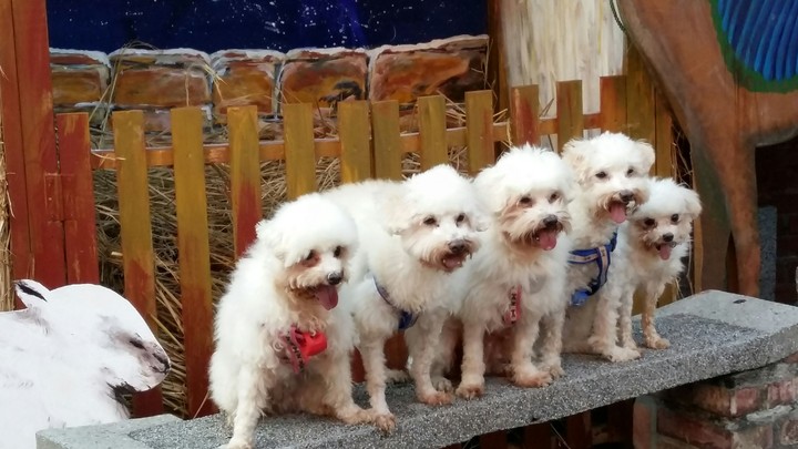 Dogs