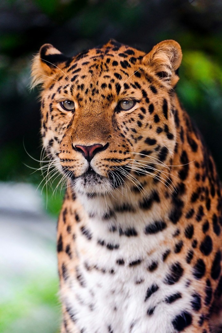 leopard