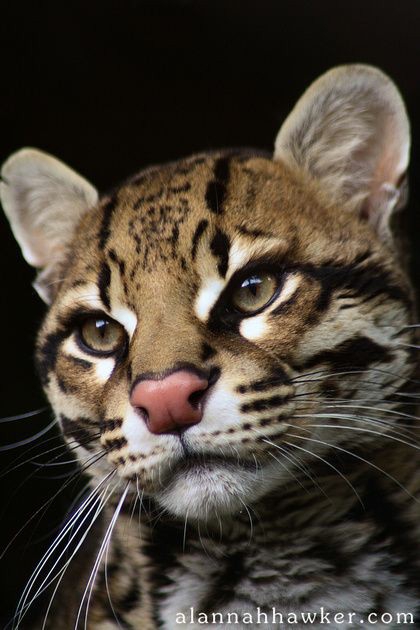 BIG CAT