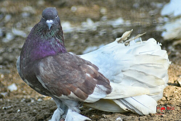 dove