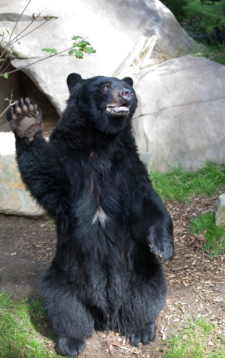 American black bear