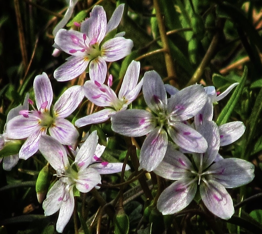 sfondi groundcover, plant