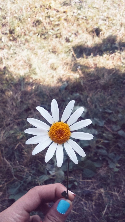 Chamomile is my favorite flower