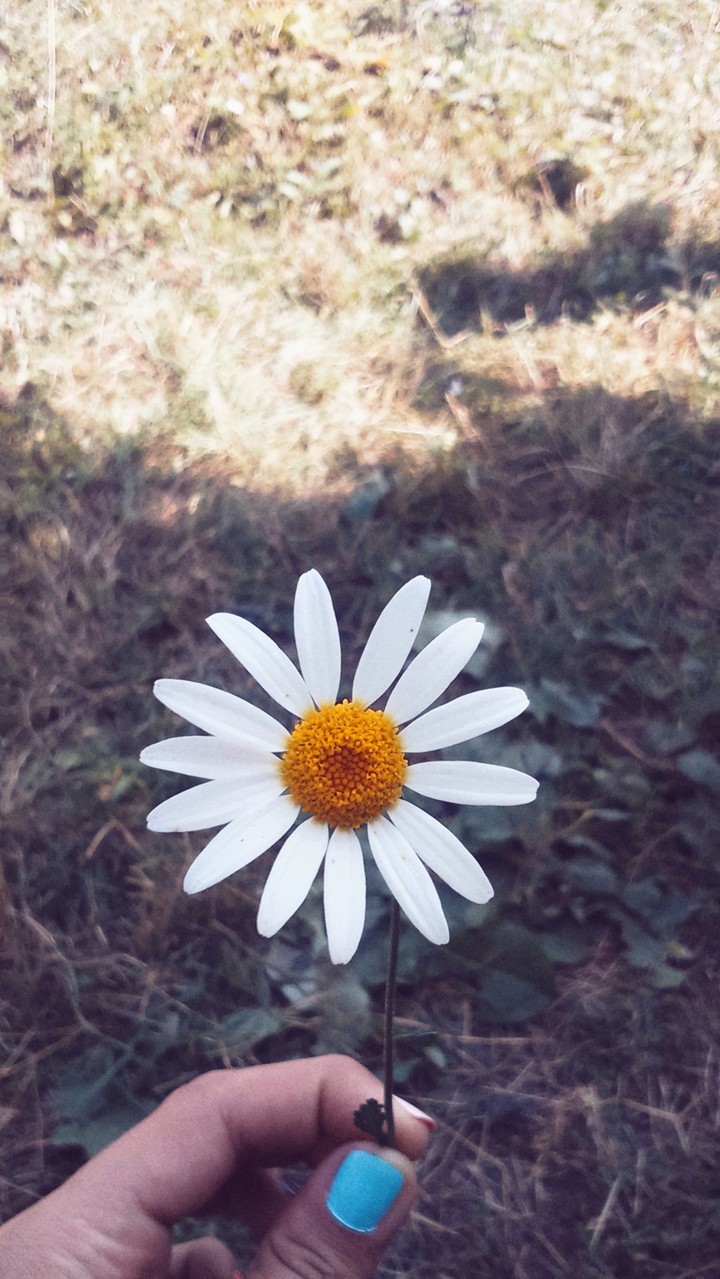 Chamomile is my favorite flower