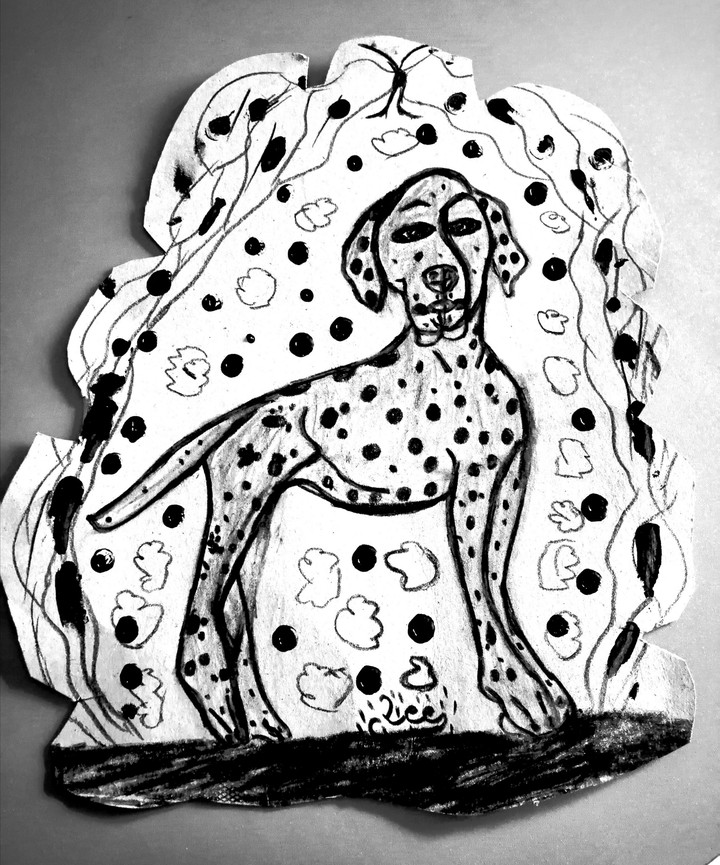 dalmata..
