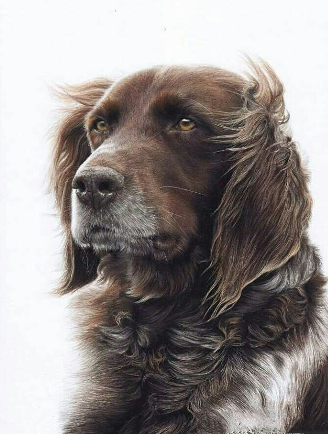 собаки
