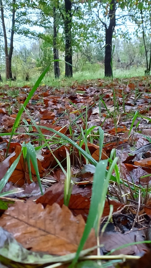 wood, plant duvar kağıtları