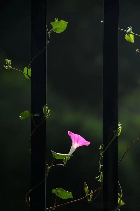twig, bellflowers वॉलपेपर