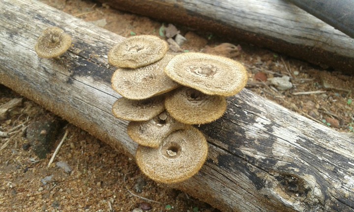 A wood roting fungi