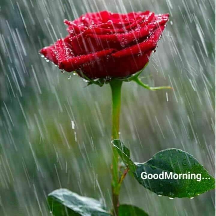 rose