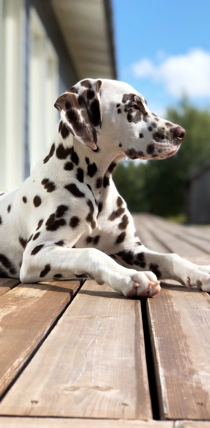 Dalmatian
