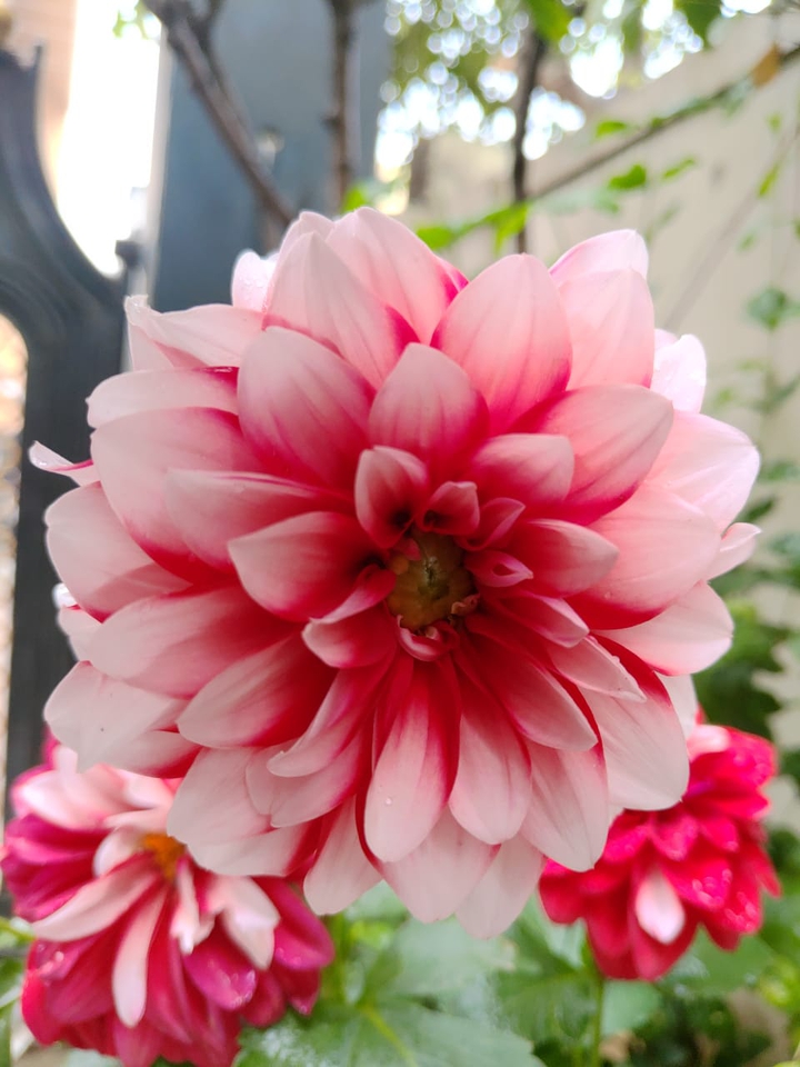 pink nd red