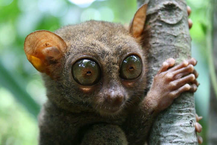 Tarsier monkey.