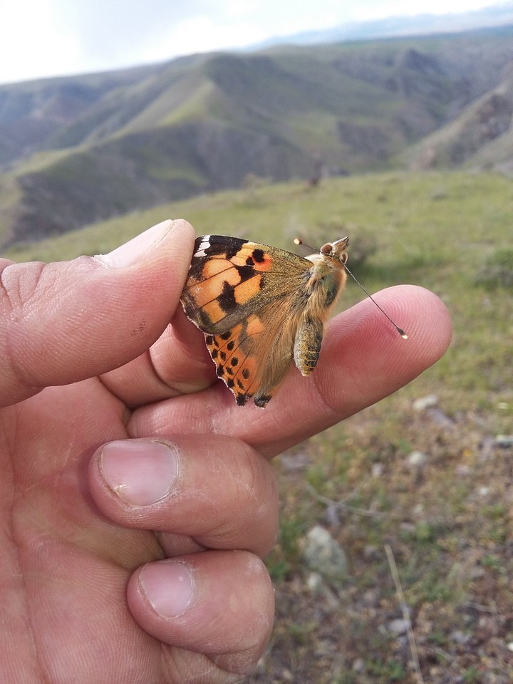 Butterfly