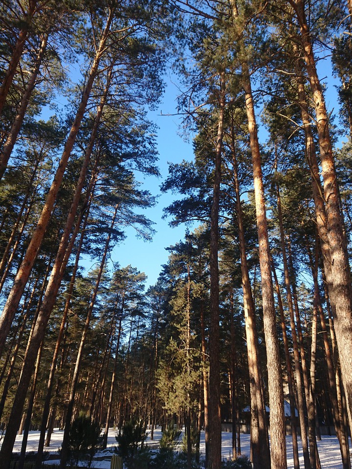 Forest