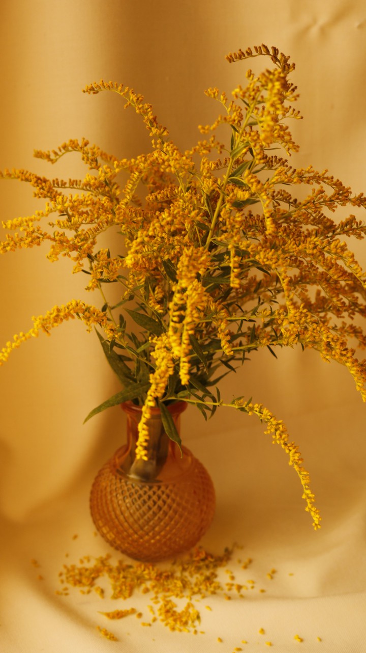 NATURE morte