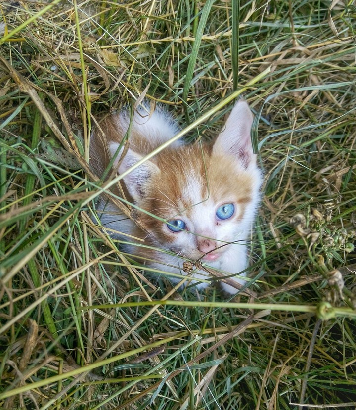 Cat with blue eyes
