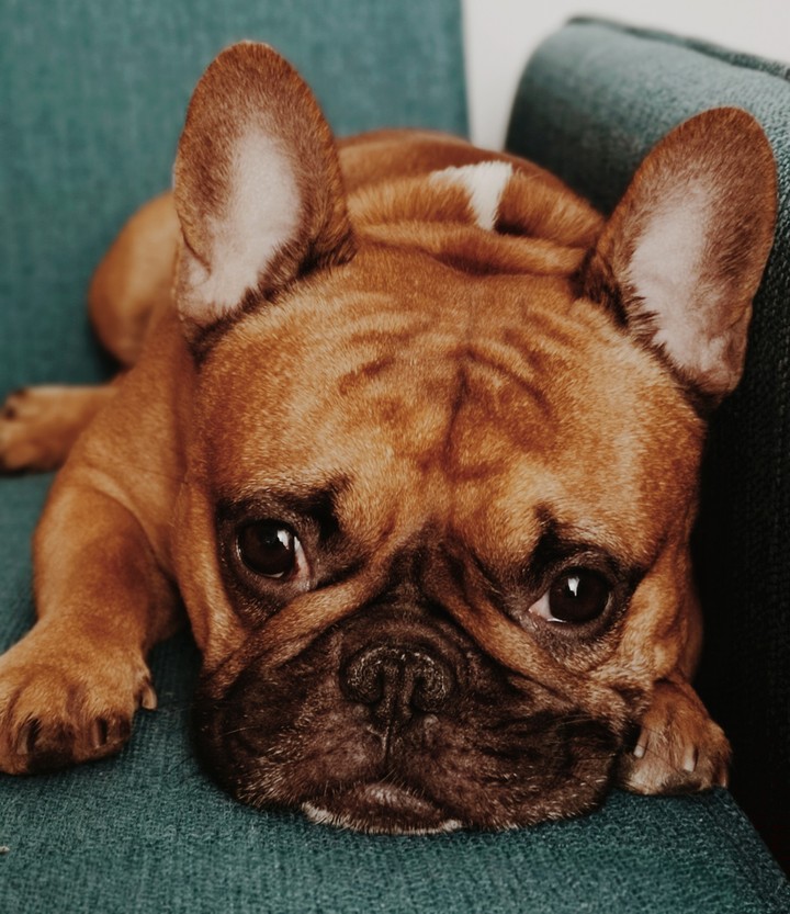 Furry friend
