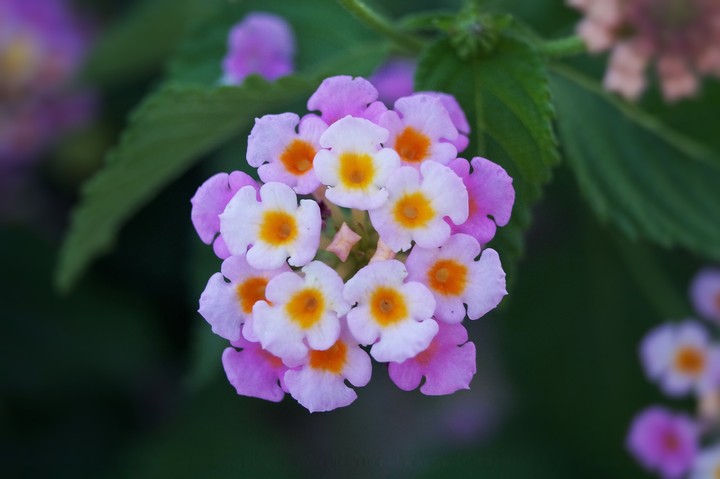 Interesting flower & beautiful photo