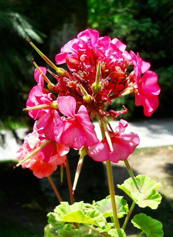 Delicate flower