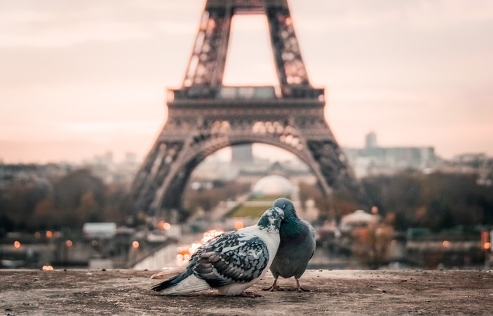 Doves Couple Eiffel Tower