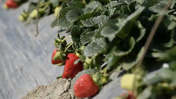 fruits