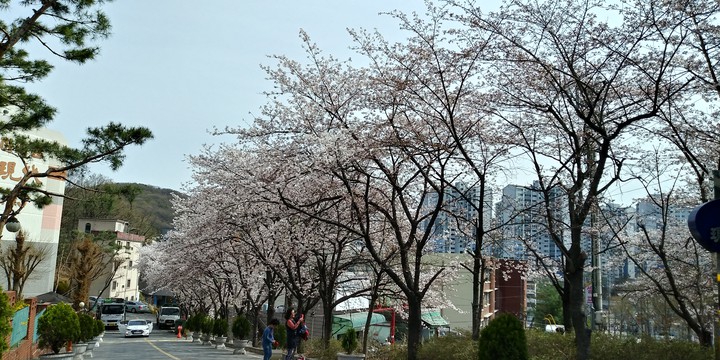 봄 벚꽃