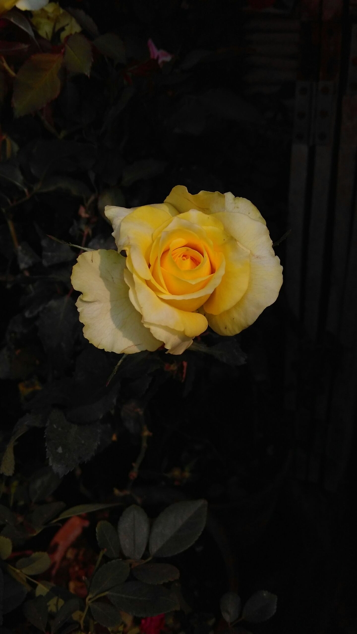 rose