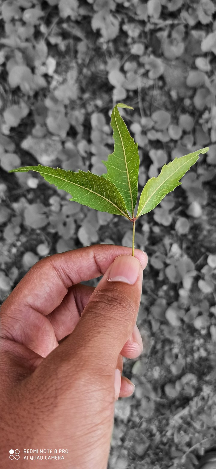 three leaf hold by hand