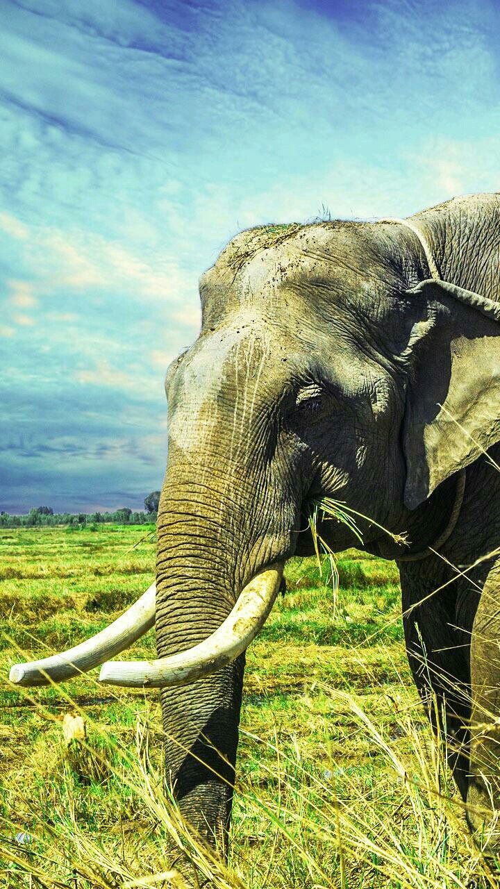 elephant..