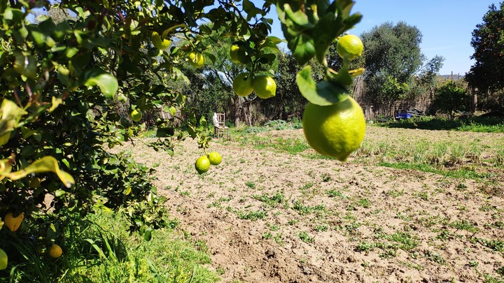 Limon lunero.