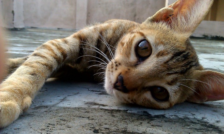 Cat